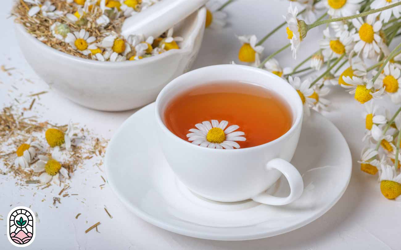دمنوش پرطرفدار بابونه