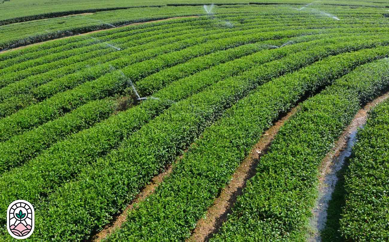 مزایای زیست‌محیطی و اقتصادی مزرعه‌داری ارگانیک